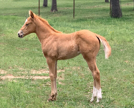 CD Diamond x Playin Gina - 2019 Filly